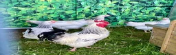 Chickens poultry for sale: Large Fowl Light Sussex Breeding Chicken 5 Birds - Advert 11