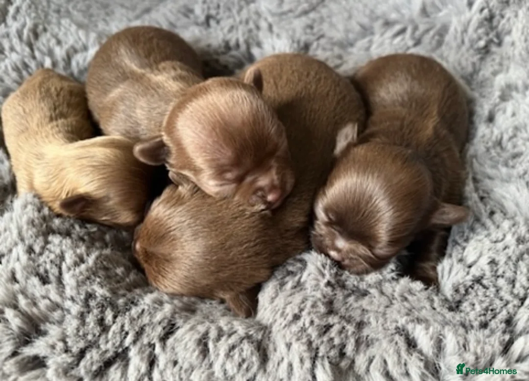 Chihuahua dogs for stud: STUNNING KC LILAC BOY FOR STUD DUTIES  in Birmingham - Advert 11