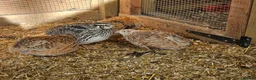 Quail poultry for sale: Coturnix Quail Hatching Eggs x12  - Advert 3