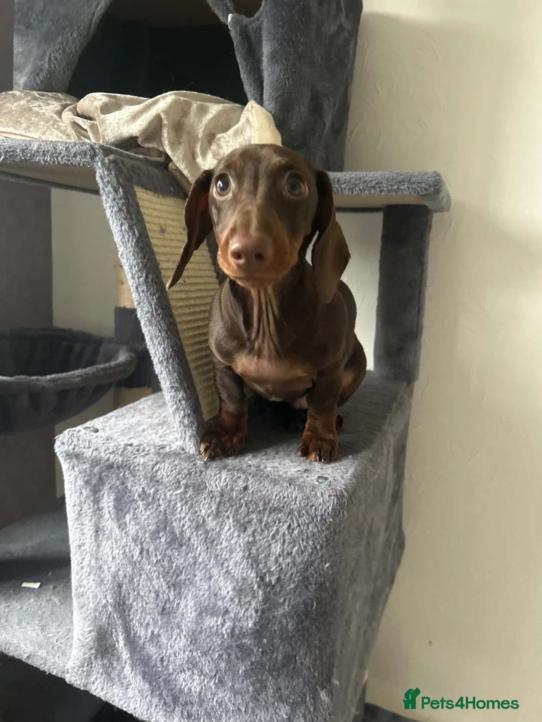 Miniature Dachshund dogs for sale: Minature dashund puppy - Advert 2