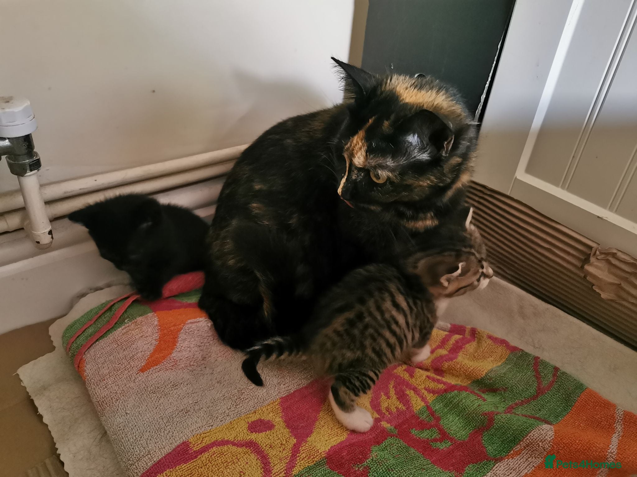 Mixed Breed cats Mixed kittens  - Advert 2