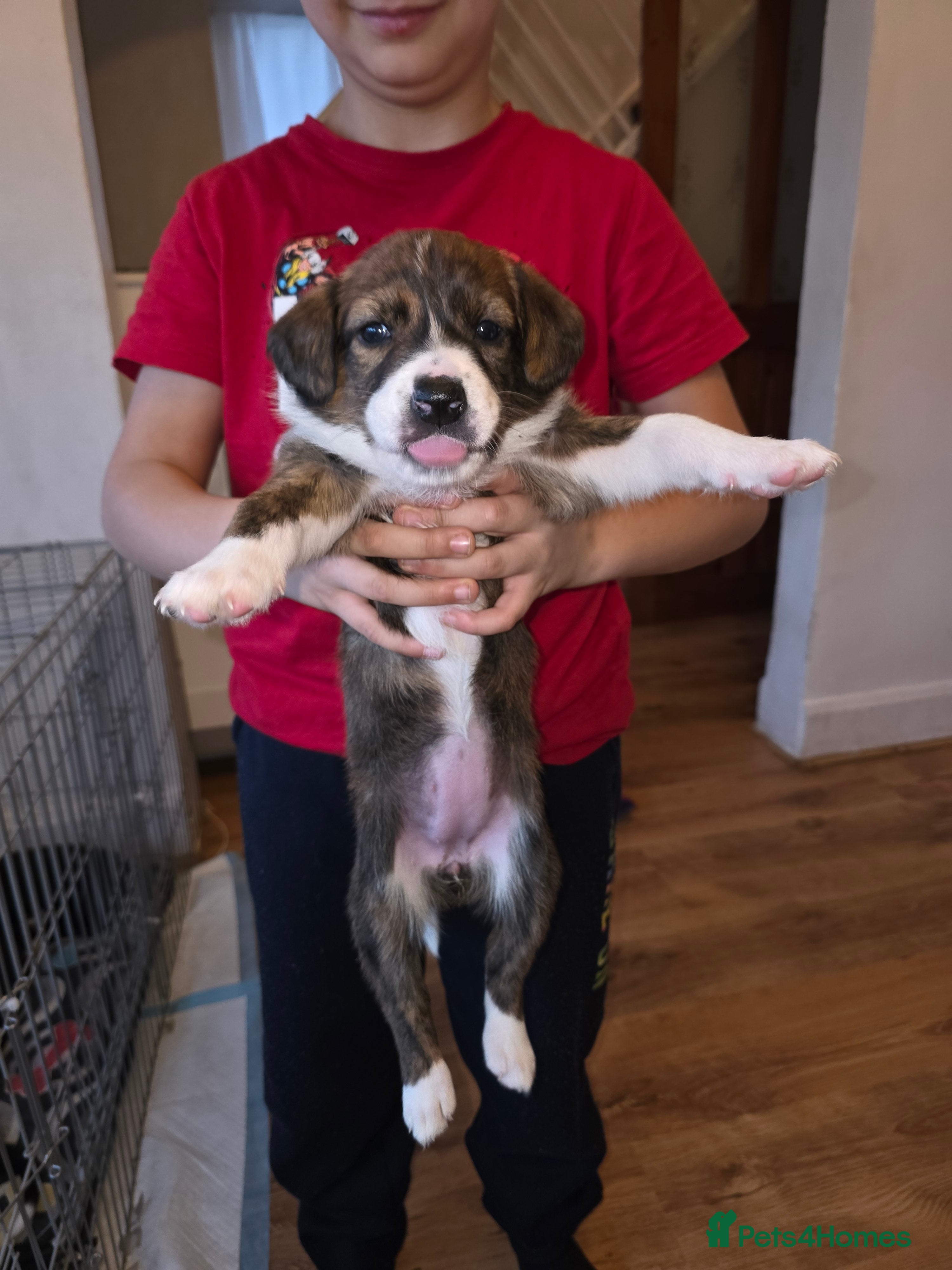 Mixed Breed dogs Puppies for sale - Advert 1