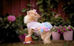 Chihuahua dogs for sale: ❤️stunning chihuahua pups❤️ - Image 14