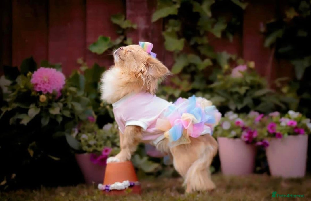 Chihuahua dogs for sale: ❤️stunning chihuahua pups❤️ - Image 14