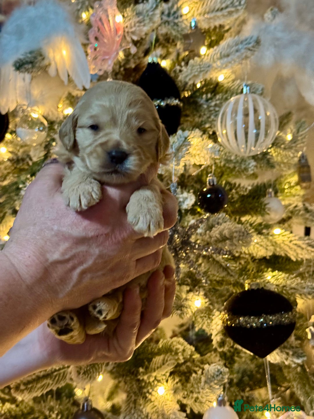 Mini Goldendoodle dogs for sale: 7 mini goldendoodle dna clear puppies - Advert 7