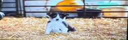 Border Collie dogs for sale: 7 border collie puppies 🐾 - Advert 3