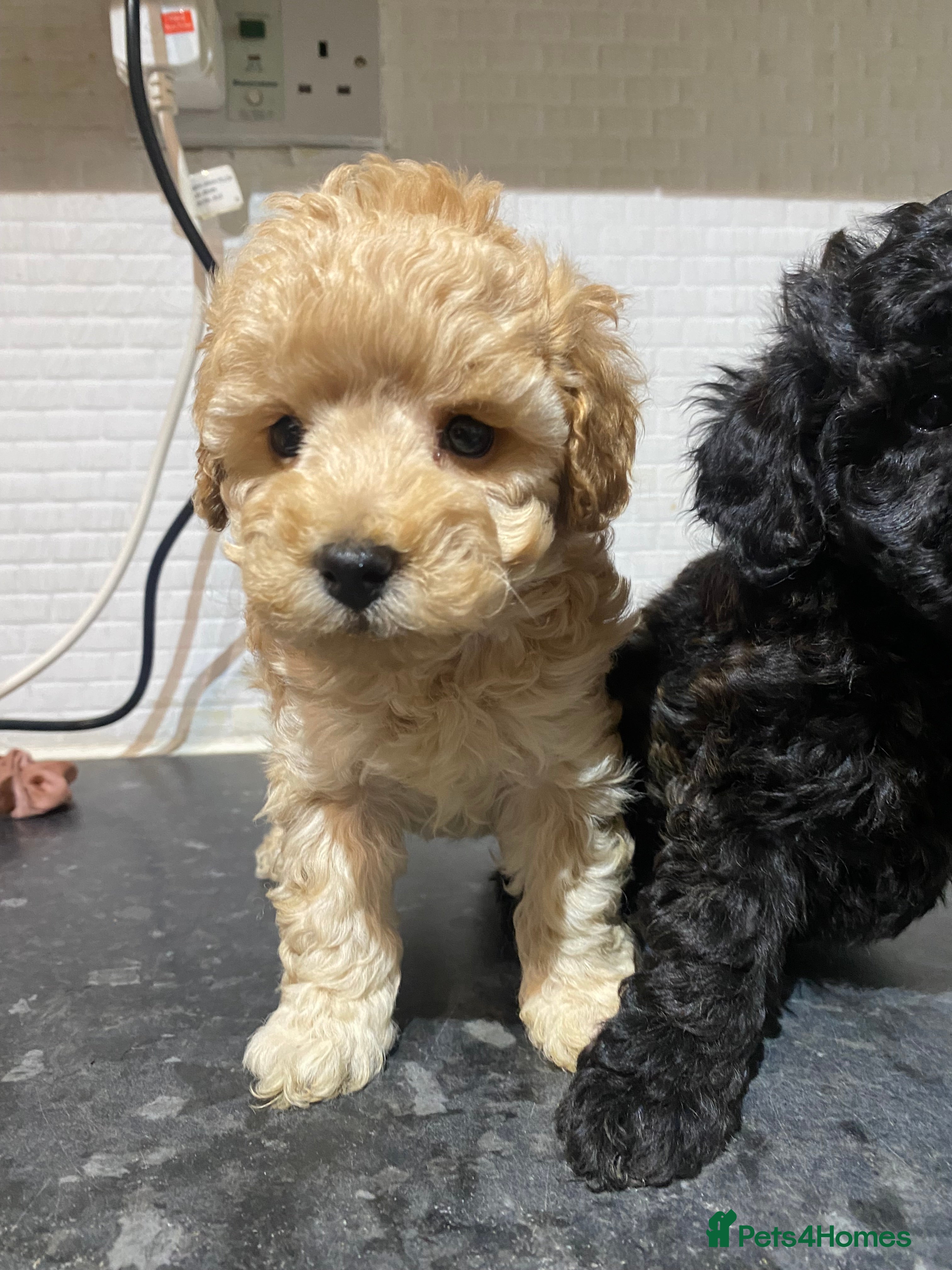 Toy Poodle dogs Toy Poodles KC Registered Health Tested Parents - Advert 18