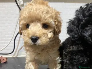 Toy Poodle dogs Toy Poodles KC Registered Health Tested Parents - Advert 18