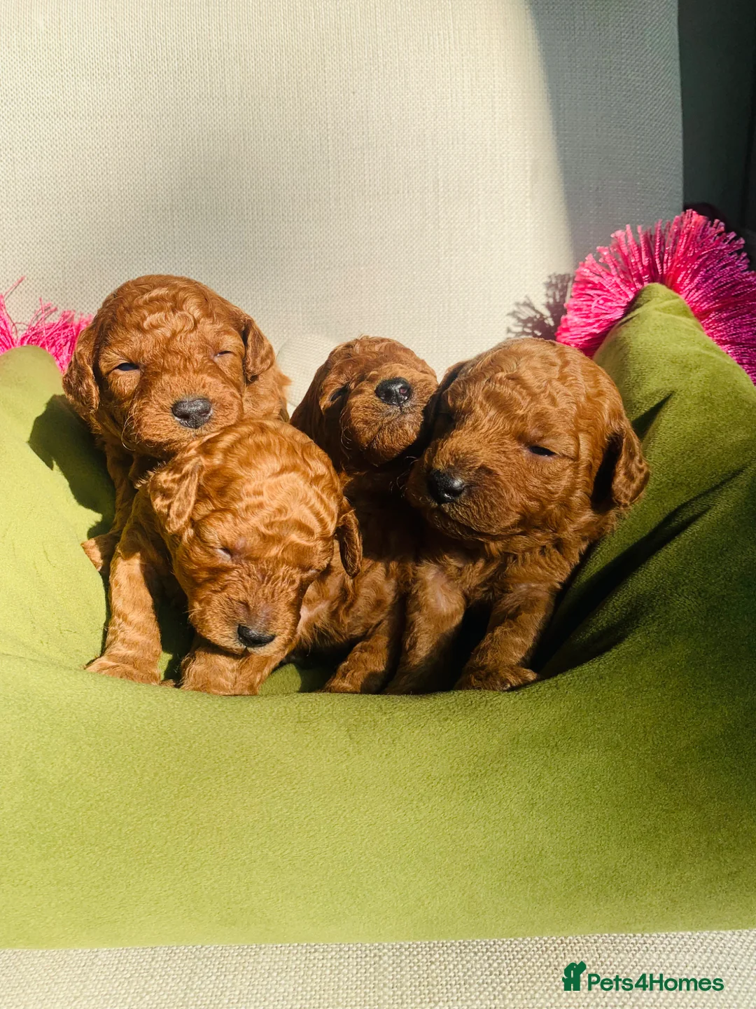 Miniature Poodle dogs for sale: Small Miniature Poodles in Northolt - Advert 1