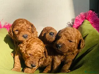 Miniature Poodle dogs Small Miniature Poodles - Advert 3