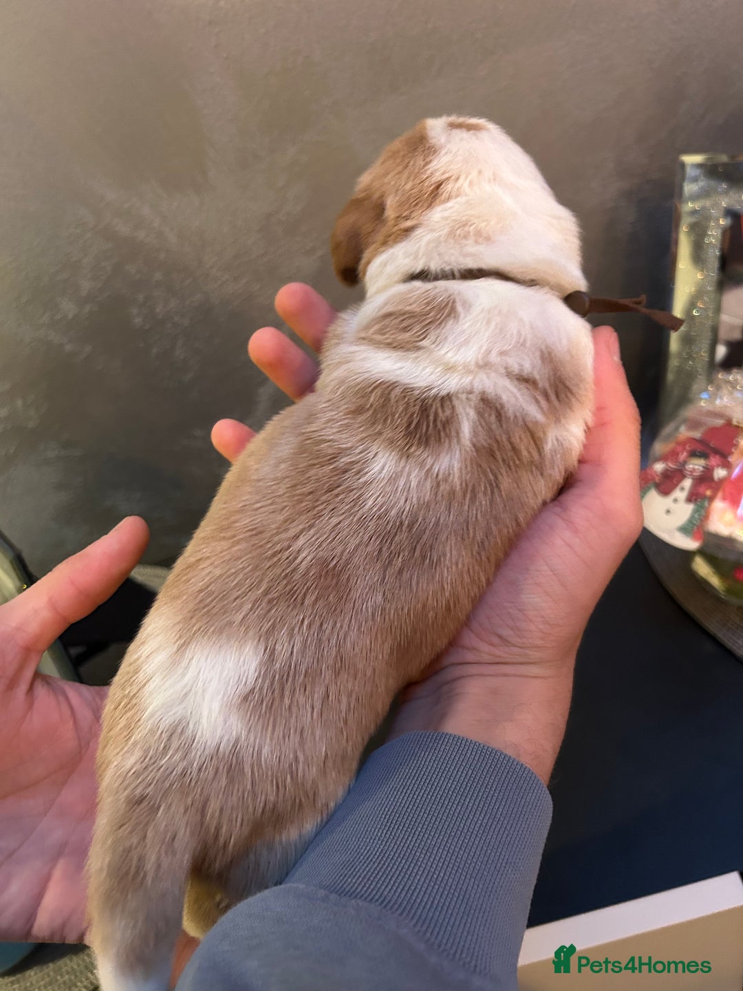 Basset Hound dogs for sale: Stunning Basset hound puppies!! KC reg. - Advert 6