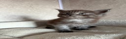 Maine Coon cats for sale: GCCF Maine coon stunning large kittens  - Advert 22
