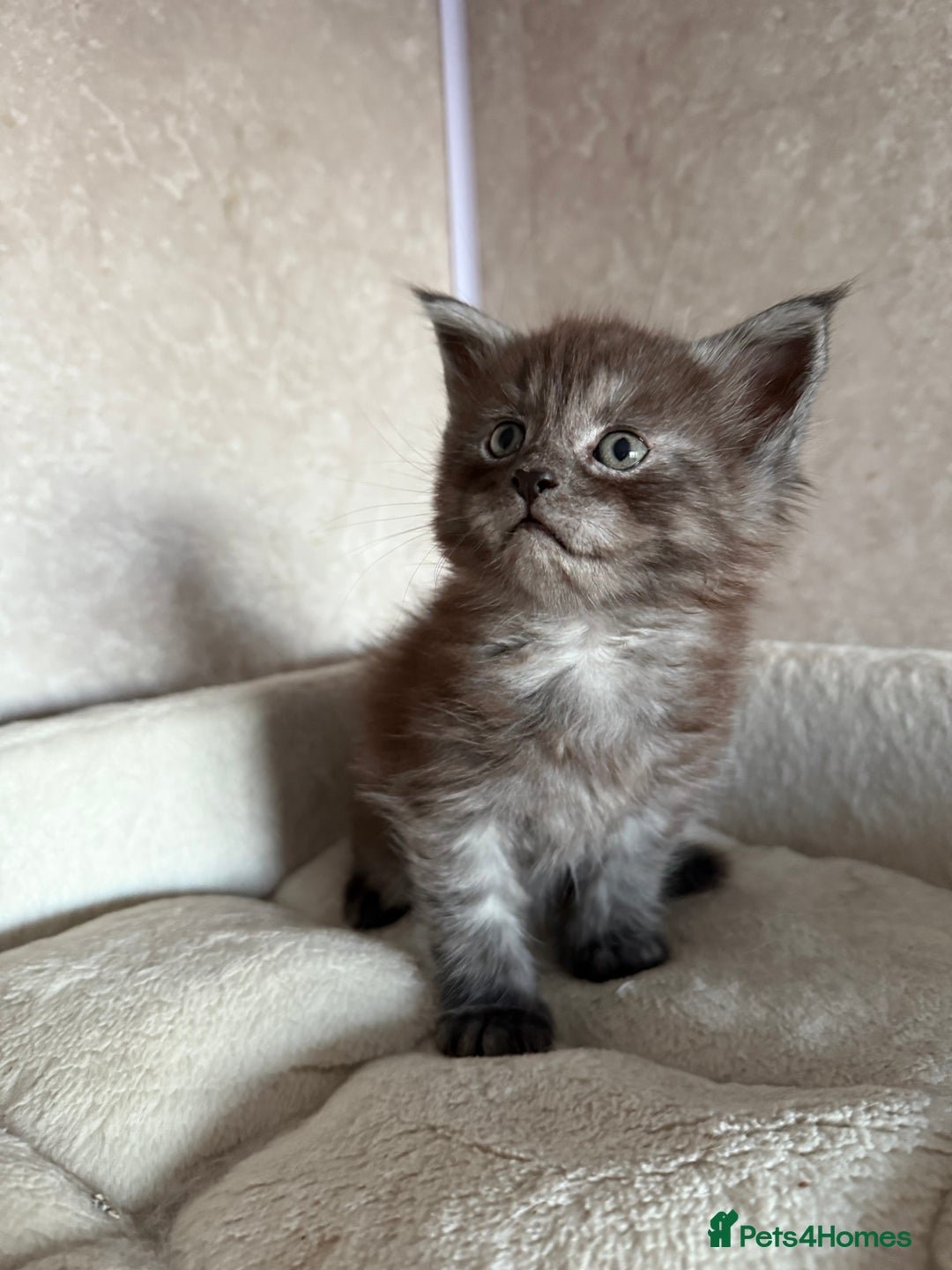 Maine Coon cats for sale: GCCF Maine coon stunning large kittens  - Advert 22