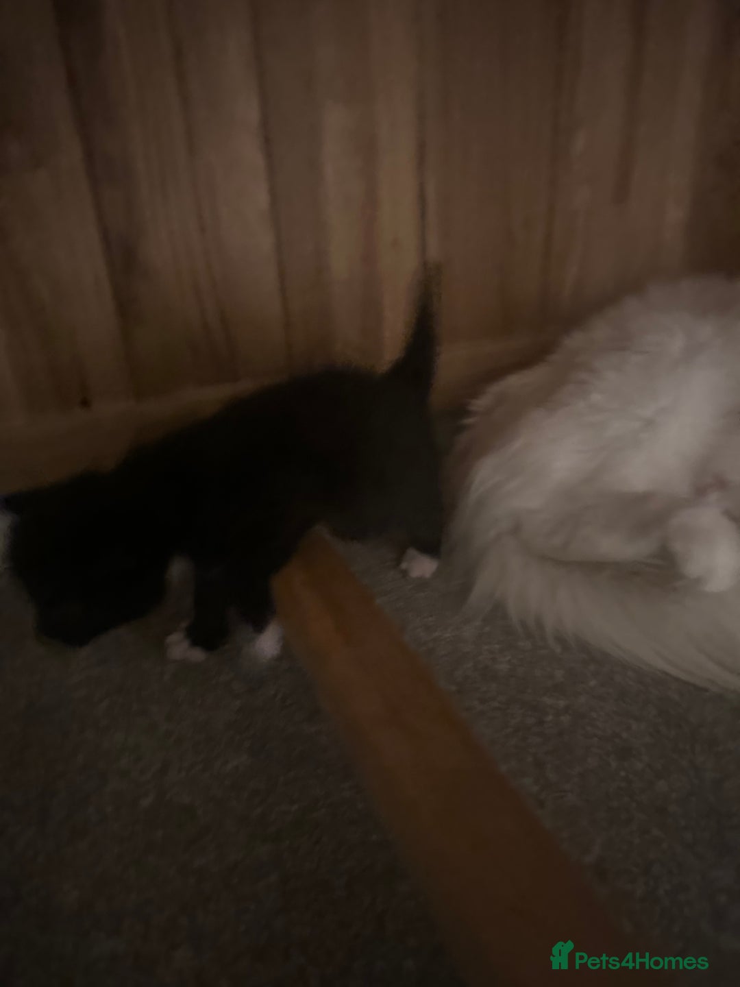 Turkish Angora cats for sale: Gorgeous Turkish Angora cross kittens  - Image 5