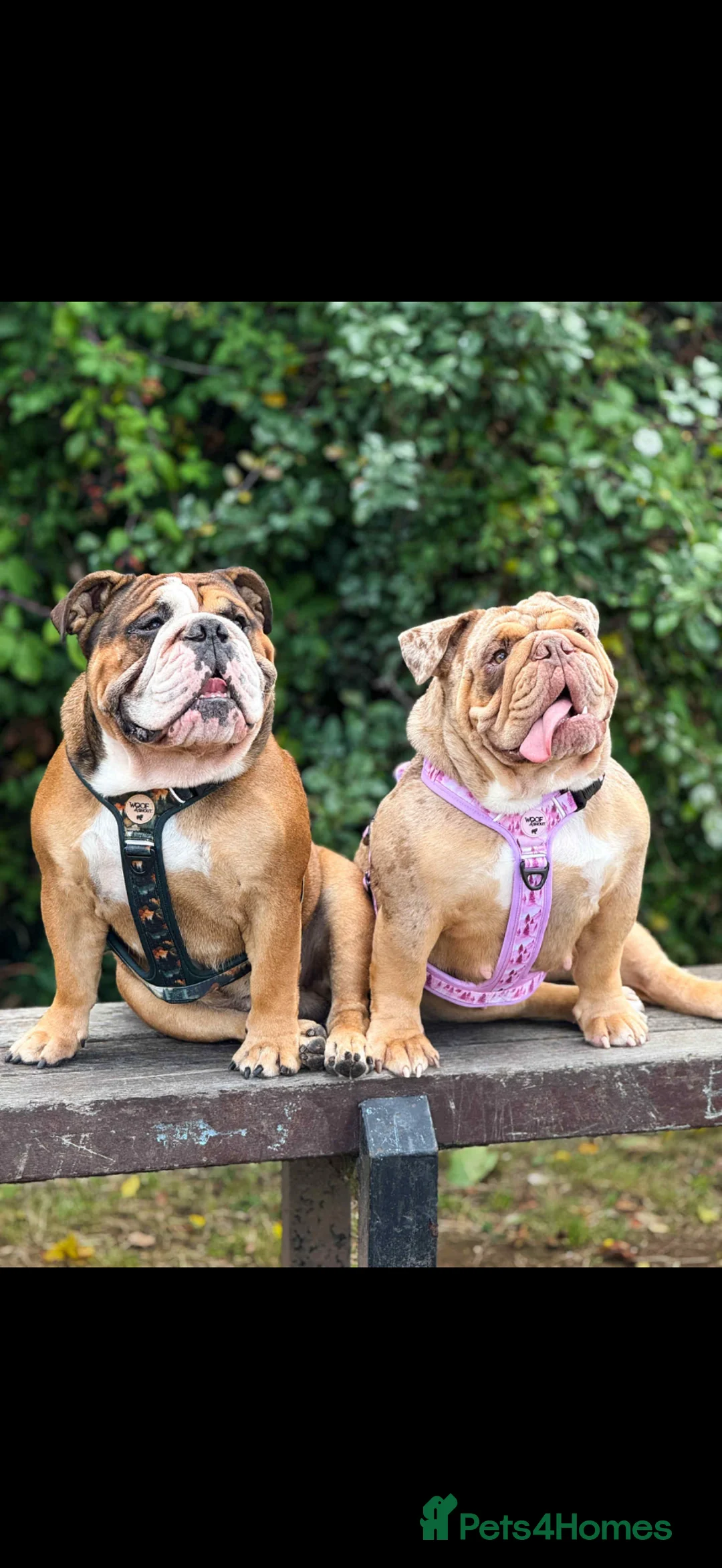 English Bulldog dogs for sale: Stunning English Bulldog Puppy's 1 boy 5 girls - Advert 1