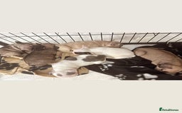 French Bulldog dogs for sale: French bulldog  - Image 15