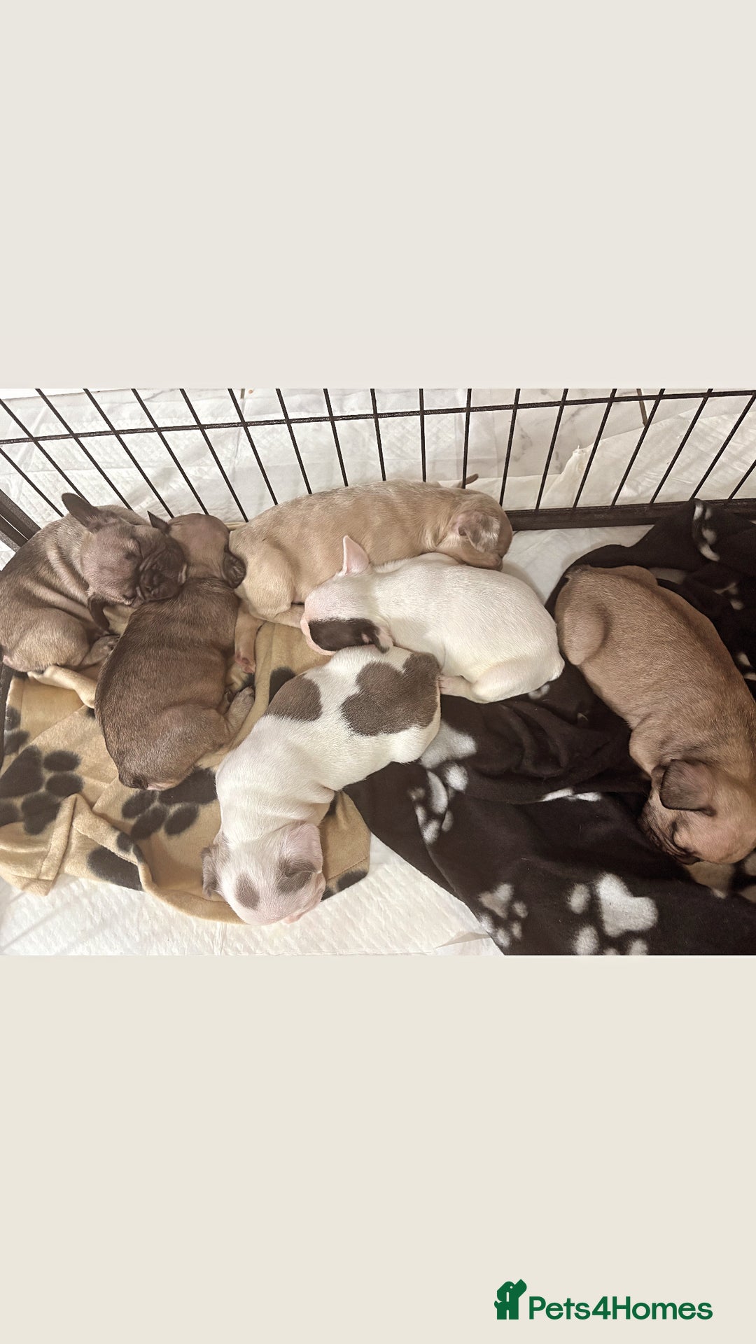 French Bulldog dogs for sale: French bulldog  - Image 15
