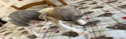 Whippet dogs for sale: Whippet puppies in Chesterfield - Advert 7