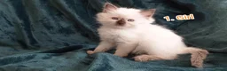 Ragdoll cats for sale: Ragdoll kitten. 2 Girls and 1 Boy  in Coventry - Advert 10