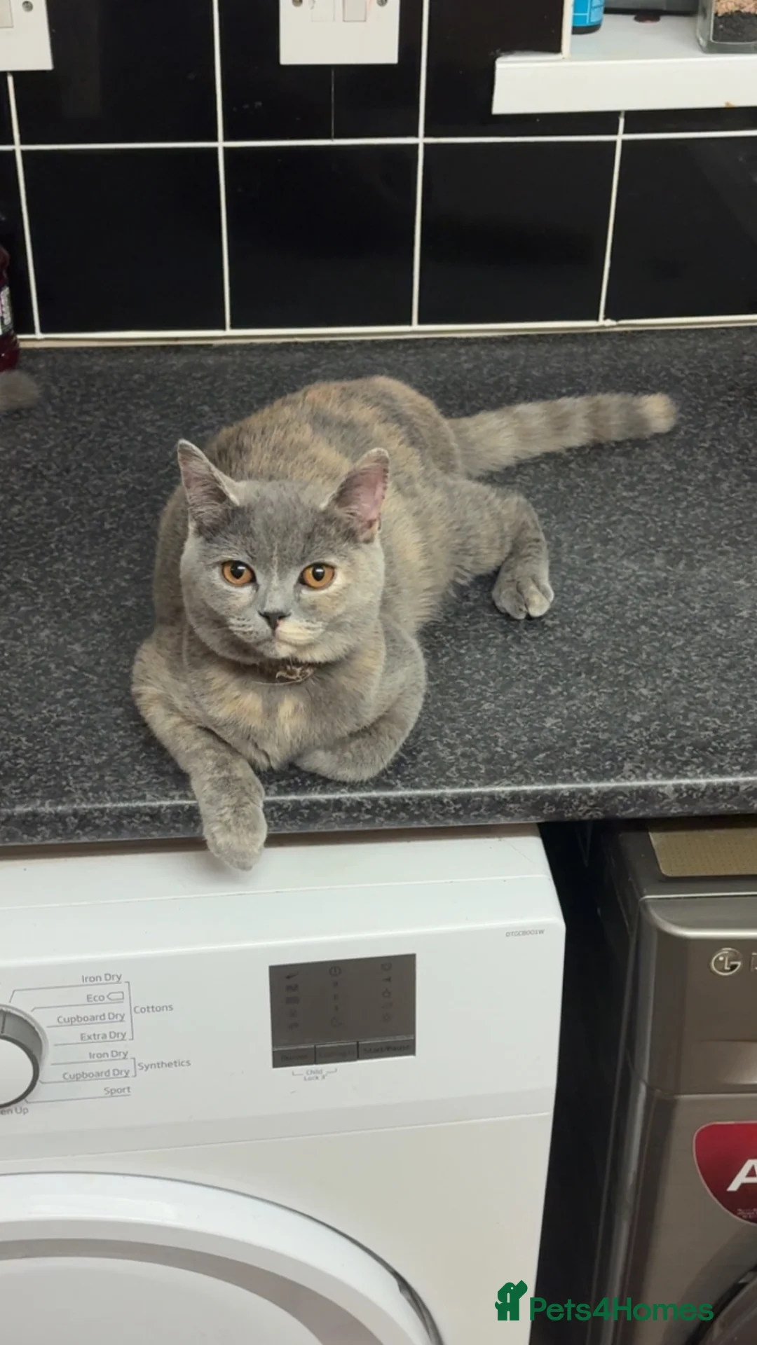 British Shorthair cats for sale: british hair sold as pair or separate  in Oldbury - Advert 4