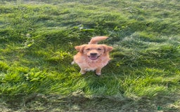 Golden Retriever dogs for stud: Blue- Proven Golden Retriever Stud in Leicester - Image 1