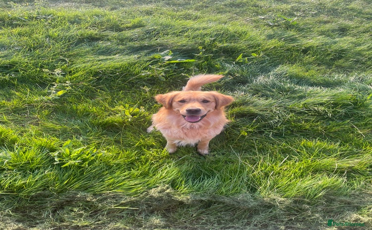 Golden Retriever dogs in Leicester - Advert 5