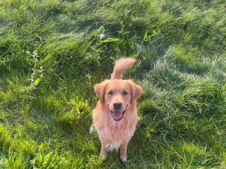 Golden Retriever dogs in Leicester - Advert 23