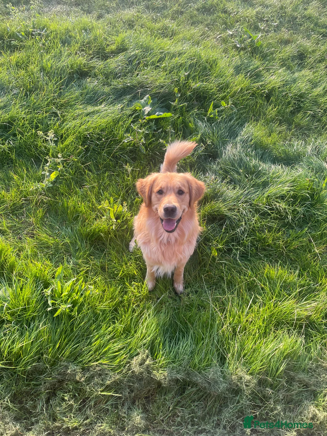 Golden Retriever dogs for stud: Blue- Proven Golden Retriever Stud in Leicester - Advert 1
