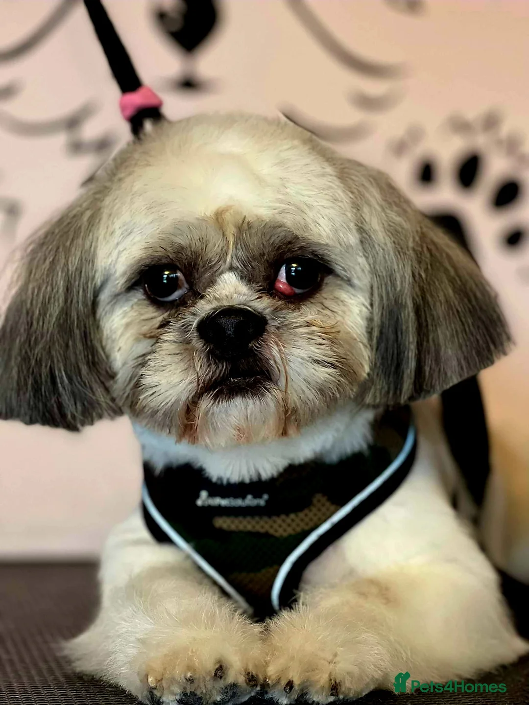 Shih Tzu dogs for stud: Shih tzu stud in Tipton - Advert 8