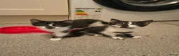 Mixed Breed cats for sale: 3 cute kittens (1 boy,2 girls) - Advert 14