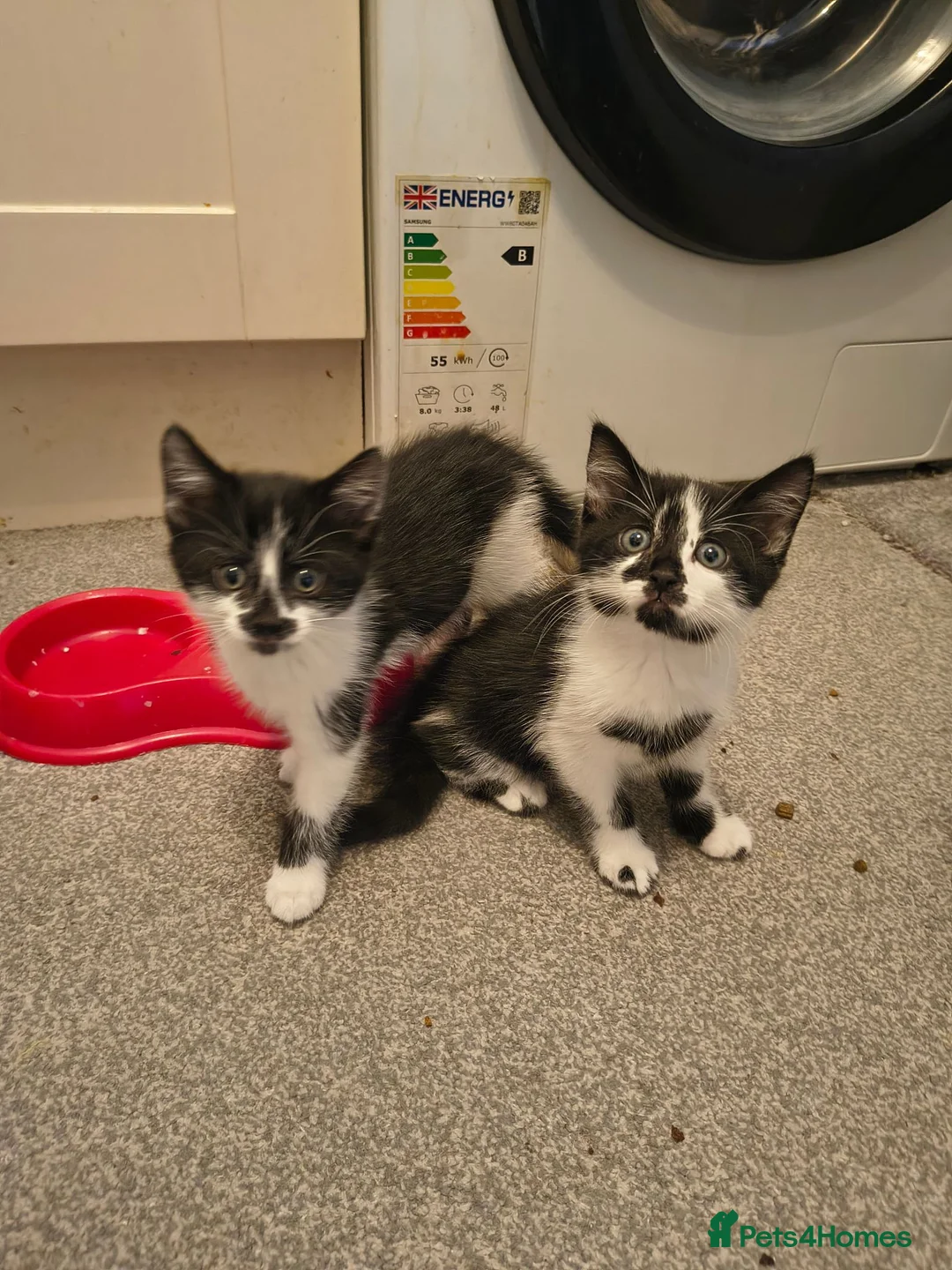 Mixed Breed cats for sale: 3 cute kittens (1 boy,2 girls) - Advert 14