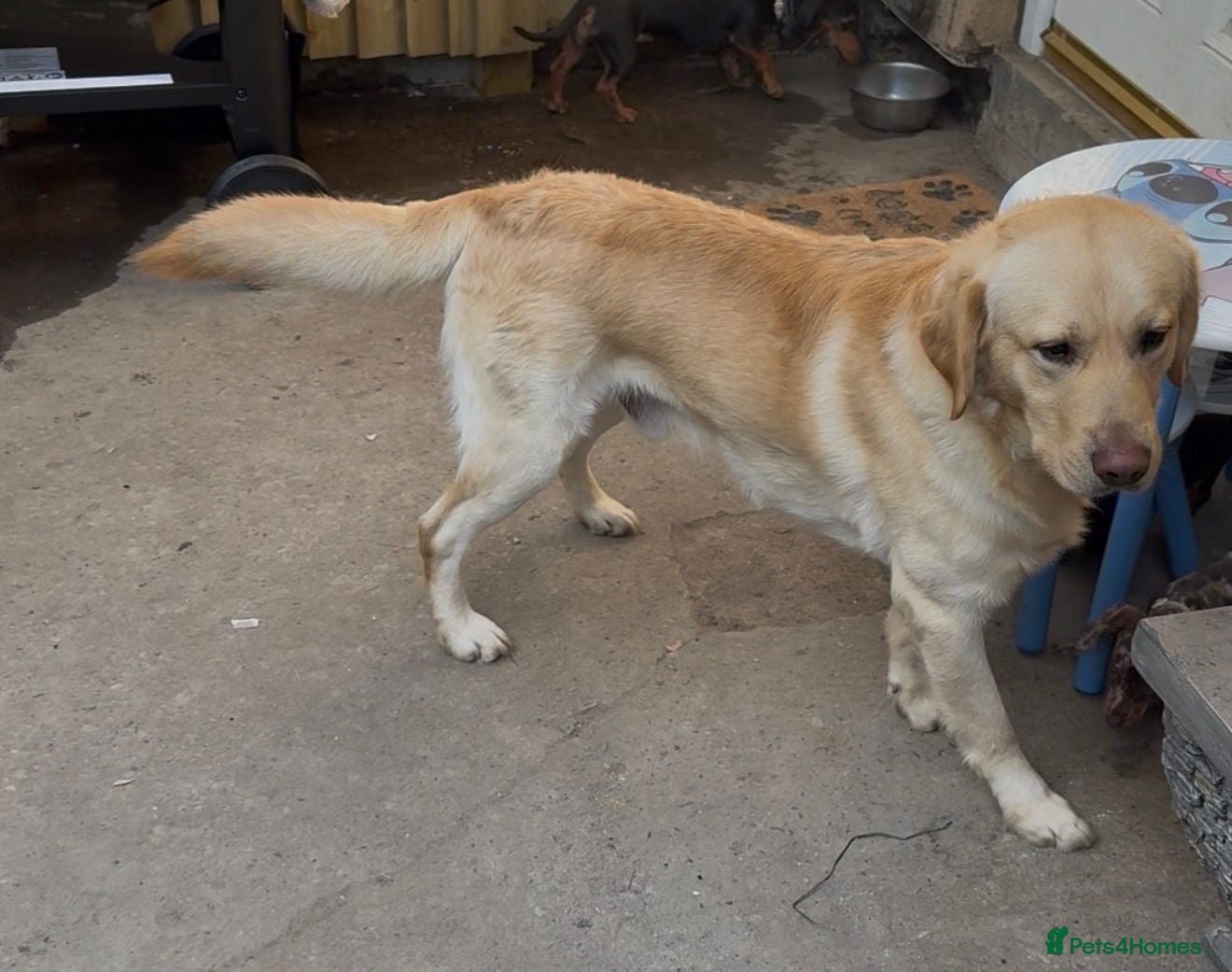 Labrador Retriever dogs Milo seeking forever home - Advert 1