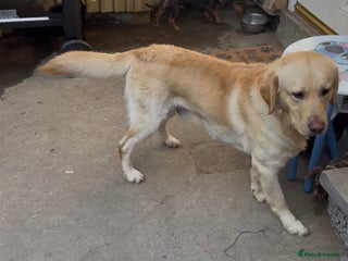 Labrador Retriever dogs Milo seeking forever home - Advert 1