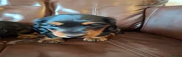 Miniature Dachshund dogs for sale: Miniature dachshund black and tan kc registered  - Advert 11