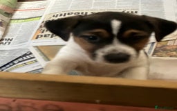 Jack Russell dogs for sale: Jack Russell Pup - Advert 4