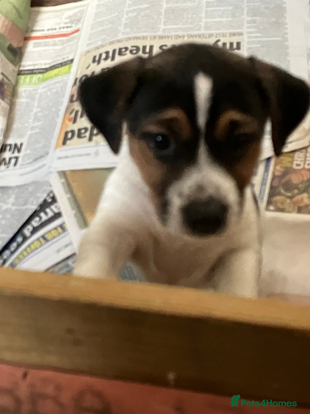 Jack Russell dogs for sale: Jack Russell Pup - Advert 4