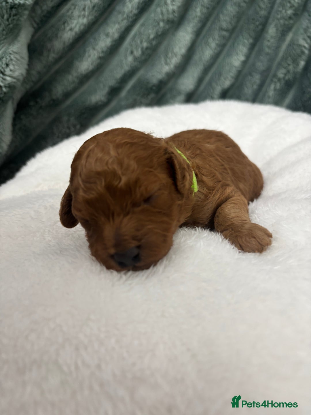 Toy Poodle dogs for sale: Toy poodle Puppies Dna tested Kc registered  - Advert 5