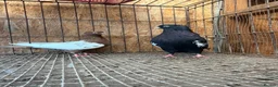 Pigeons birds for sale: IMPORTED IRANIAN SINEH PIGEONS - Advert 21