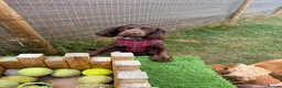Cocker Spaniel dogs for sale: Beautiful Cocker Spaniel Girl Needs a Loving Home - Advert 2