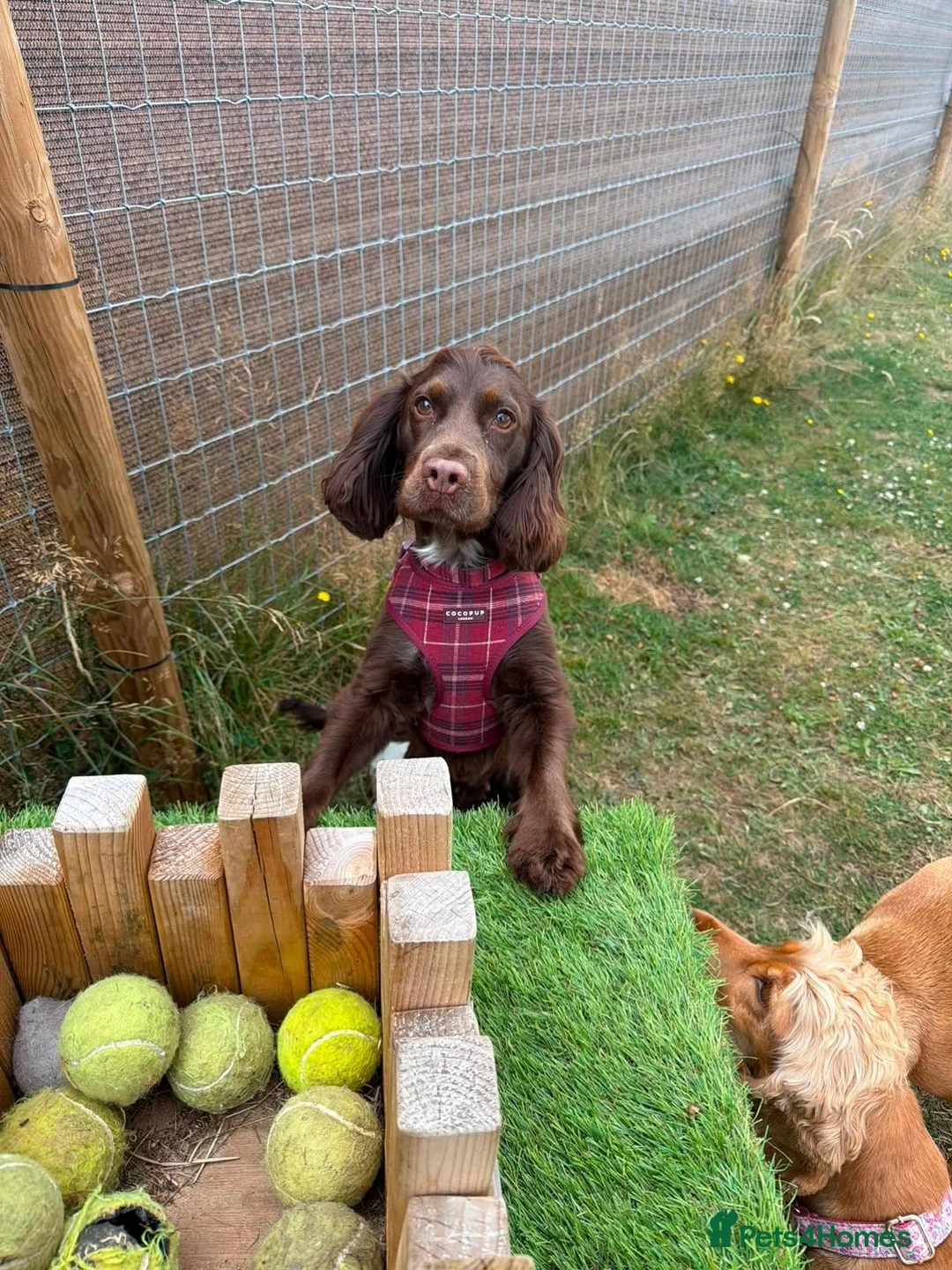 Cocker Spaniel dogs for sale: Beautiful Cocker Spaniel Girl Needs a Loving Home - Advert 2