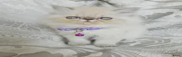 Persian cats for sale: Stunning Pedigree Persian Kittens  - Advert 8