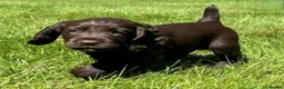 Cocker Spaniel dogs for sale: Stunning FTCH Line KC Reg Working Cocker Spaniel - Advert 1