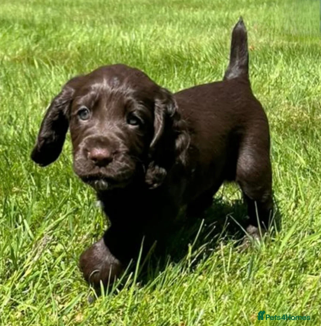 Cocker Spaniel dogs for sale: Stunning FTCH Line KC Reg Working Cocker Spaniel - Advert 1