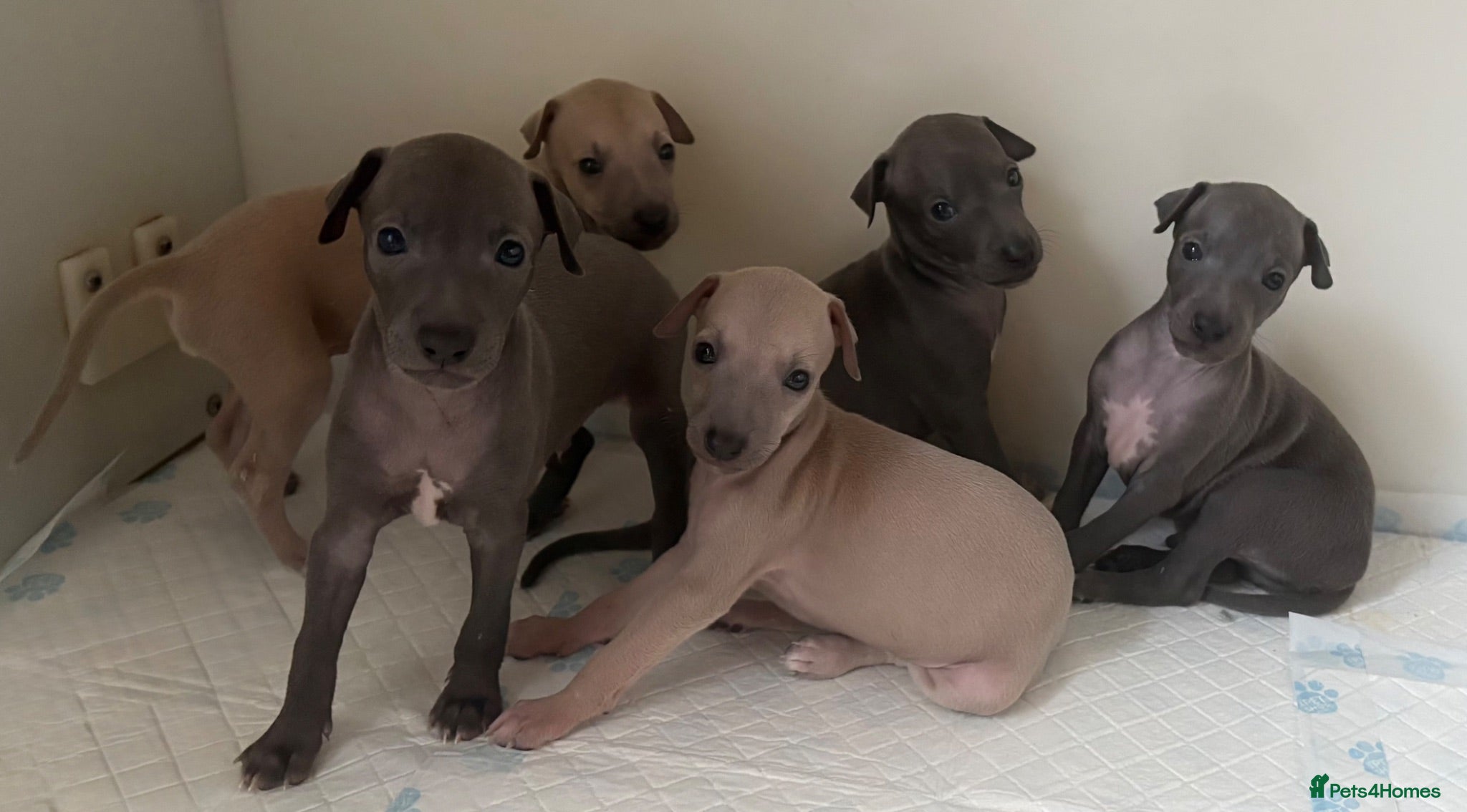 Italian Greyhound dogs Only one left. KC registered Italian Greyhounds - Advert 17