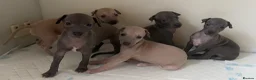 Italian Greyhound dogs for sale: Ready now, only 1 left. KC Reg Italian Greyhound - Advert 11