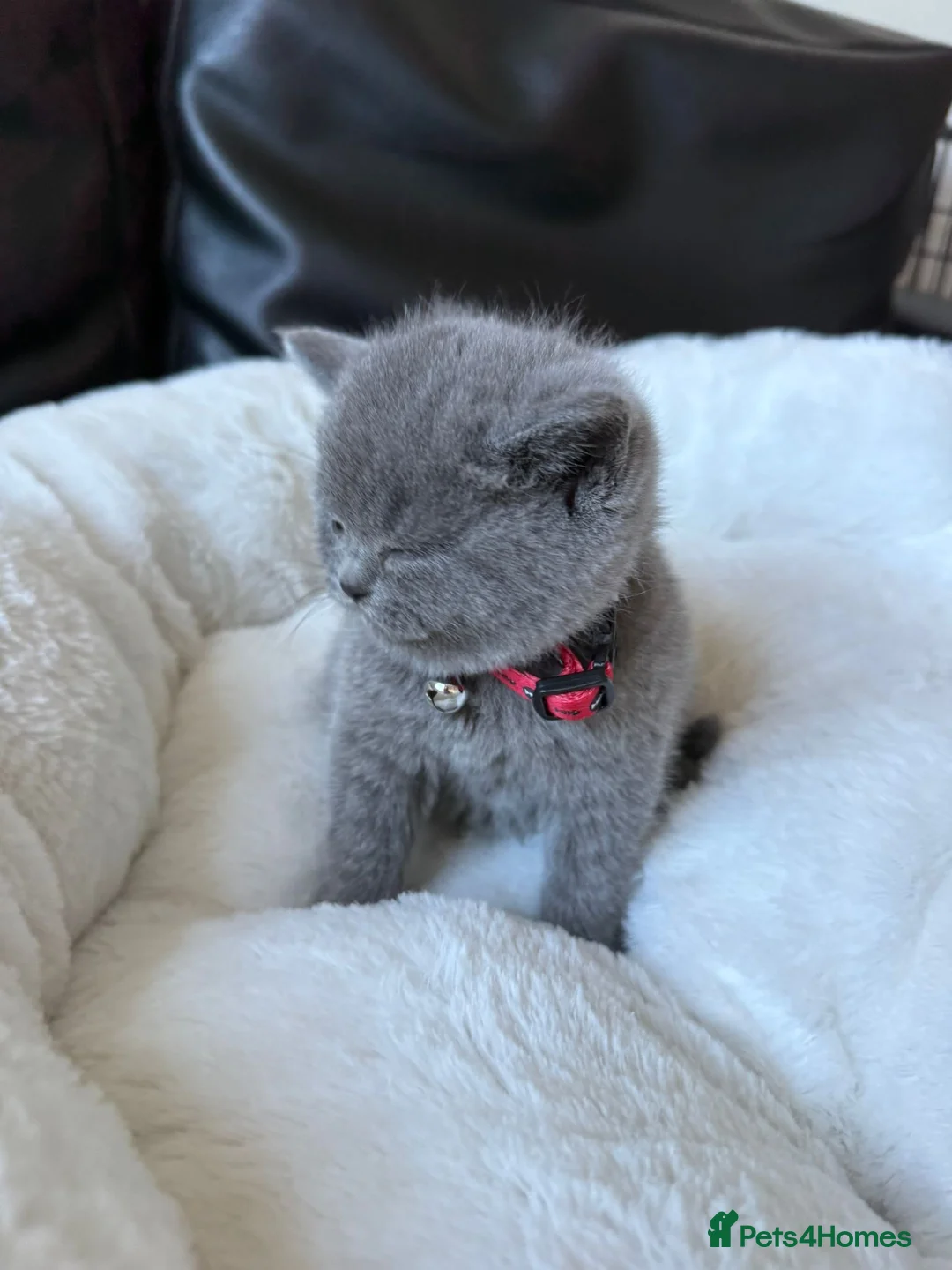 British Shorthair cats for sale: 2 British shorhair girls available  - Advert 29