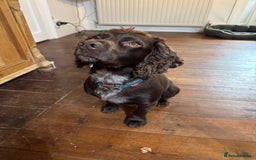 Cocker Spaniel dogs for stud: Chocolate Working Cocker for Stud  - Image 2