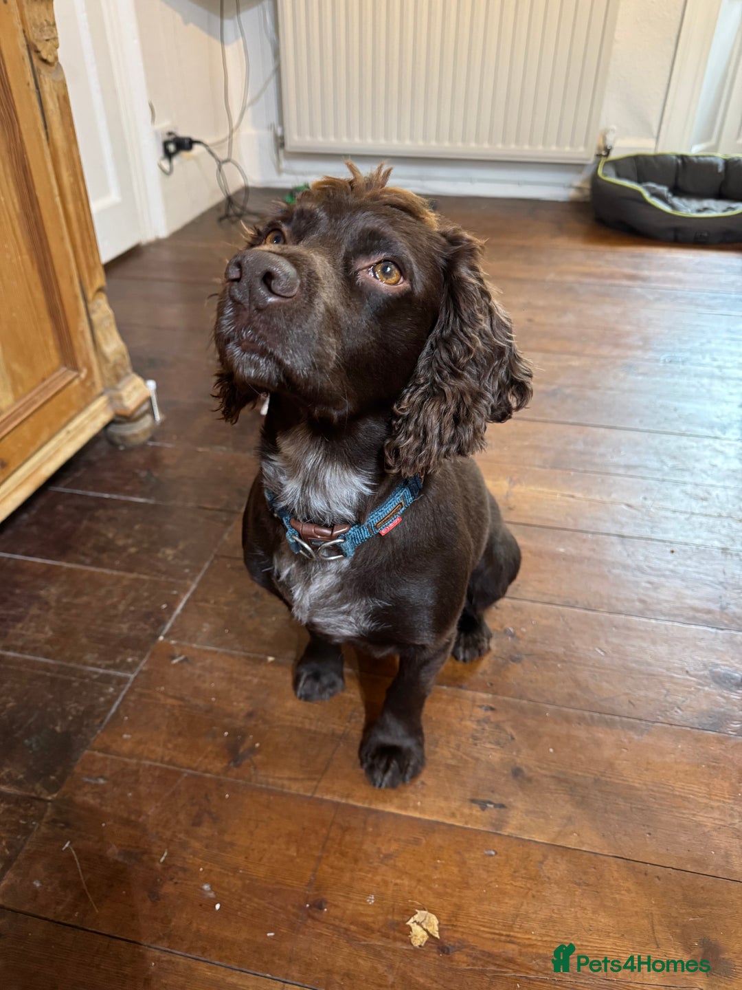 Cocker Spaniel dogs for stud: Chocolate Working Cocker for Stud  - Image 2