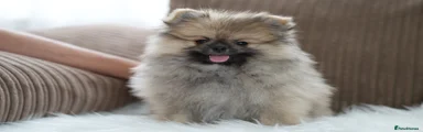 Pomeranian 1