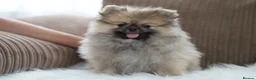 Pomeranian dogs for sale: Cute puppies  - Advert 4
